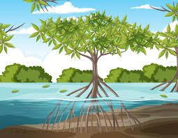 mangrove